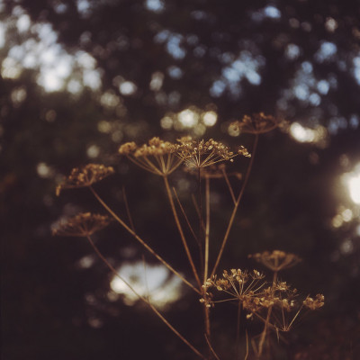 Golden Hours Retro Photoshop Curve