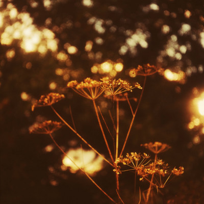 Golden Hours Retro Photoshop Curve