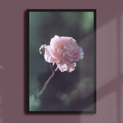 Rose Nature Photography Print